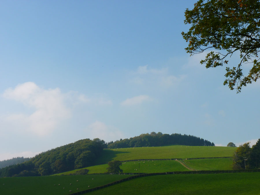 hereford field